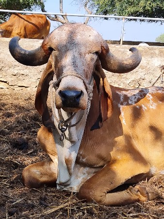 ગાય