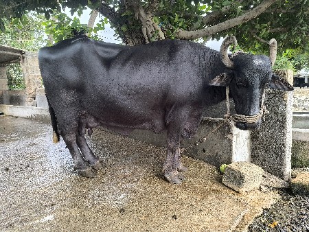 ભેંસ વેચવાની છે