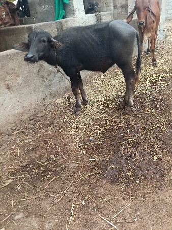 દોઢ વરસની  પાડી