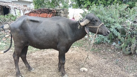 પાકર છે