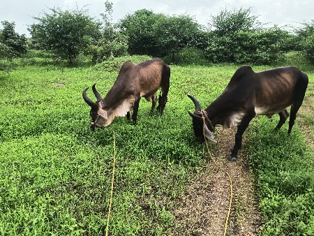 બળદુ  વેસ વના સે