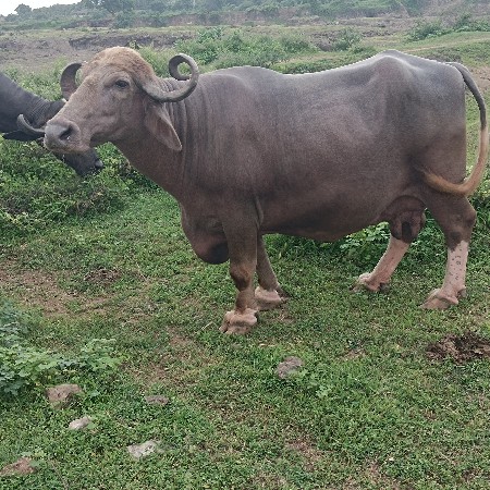 ભેંસ વેચવાની છે