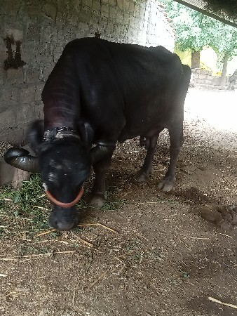 ભેંસ વેચવાની છે