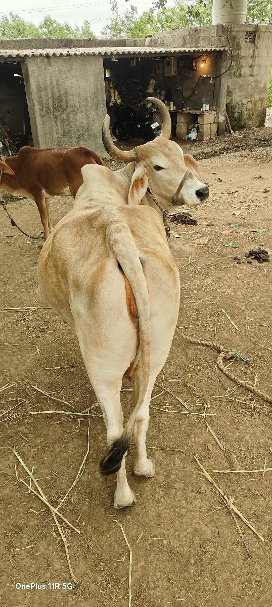 ગાય વેચવા ની છે