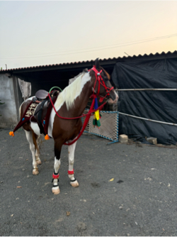 ઘોડી વેચવાની સે