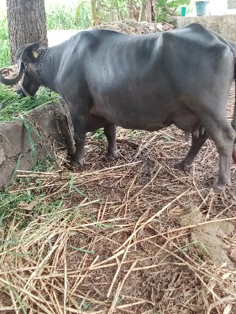 આ ભેંસ વેચવાની છે