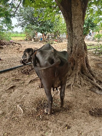 ભૈંસ બેચવાની છે.