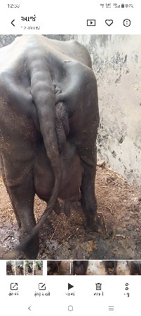 ભેંશ વેચવાની છે