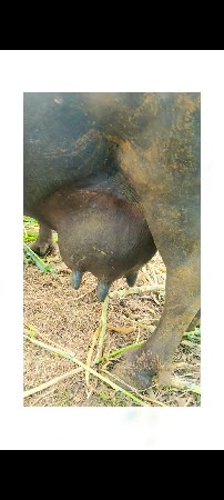 આજે વ્યાણી... નીચે પાડો...