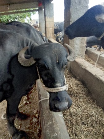 ખડેલિ વેચવાનિ છે