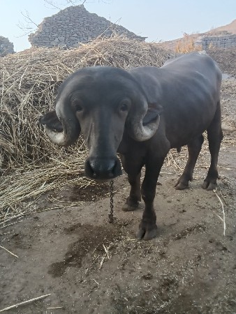 જાફરાબાદી પાડો વેચવાનો હે