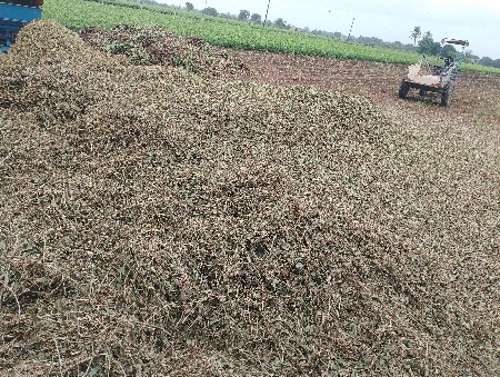મગફળી નો સારો