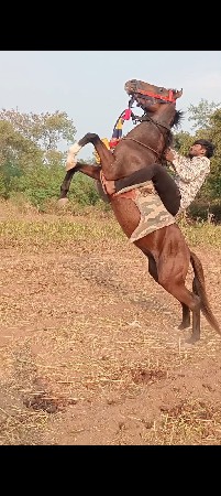 ધોડો વેસવાનો છે