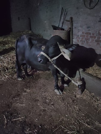 ભેંશ વેચવાની છે