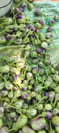 મોરપીંછ રીંગણા નો રોપ‌ વેસવાનો