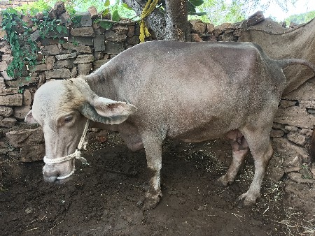 ભેંસ વેચવાની છે