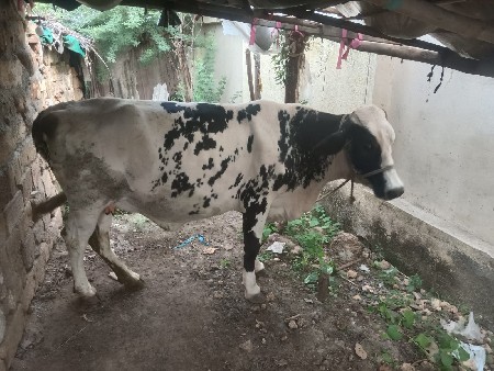 આ ગાય વેચવાની છે