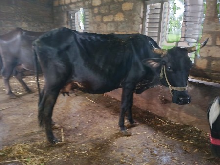 ગાય વેચવાની છે 3 મહિના થયા છે