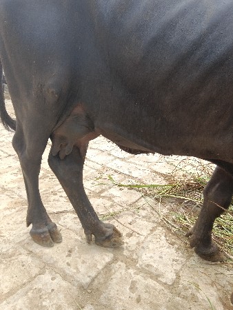 gam bhare bareja bareja