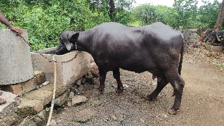 ભેંસ વેચવાની છે