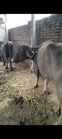 પેલું વેતર ખડાઈ વેચવાની છે