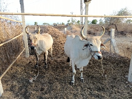 સાટુ કરવા નું છે.
