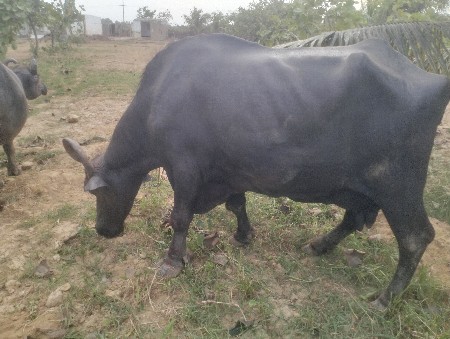 ભેંસ વેચવાની છે