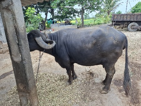 ભેંસ વેચવાની છે