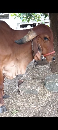 ઓરીજનલ ગીર ગાય વેચવાની