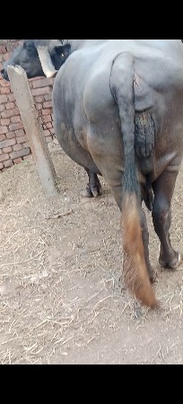 ભેંસ 4 વેતર 15 20 દિવસ ની કસી સે