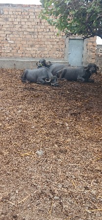 2  ખડેલા વેચવાના છે