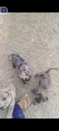 ગ્રેટ ડેન