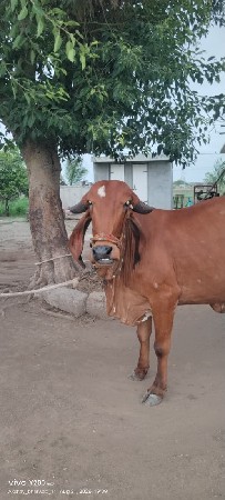 ગીર હોડકી વેચવાની છે