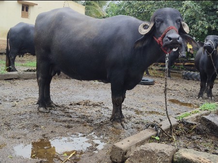 જાફરાબાદી ભેંસ