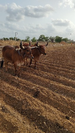 ગોધલાવેચવાનાછે