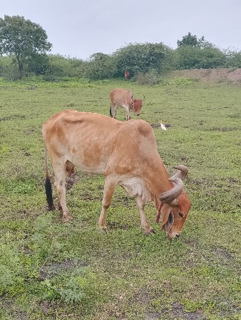 આ ગાય દેવાની છે