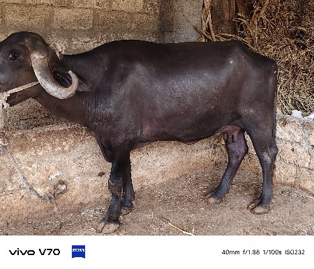 ભેશ વેચવાની છે