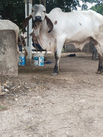 ગીર વાસડો વેસવાનો સે