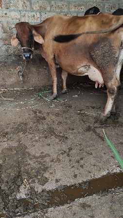 3   HF ક્રોસ ગાયું વેસવાનિ છે