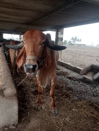 ગીર ગાય વેચવાની છે.