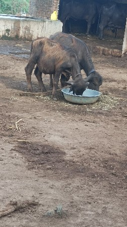 પાડા વેચવા ના છે.