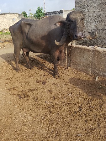 વેચવાની છે ભેંસ  સાટા કરવા