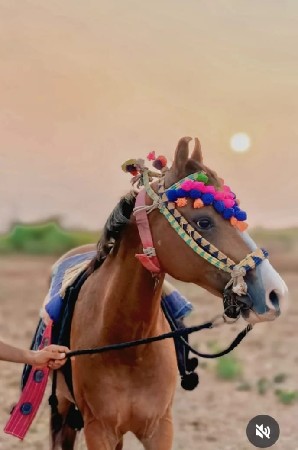 ઘોડીના સાટા કરવાના છે