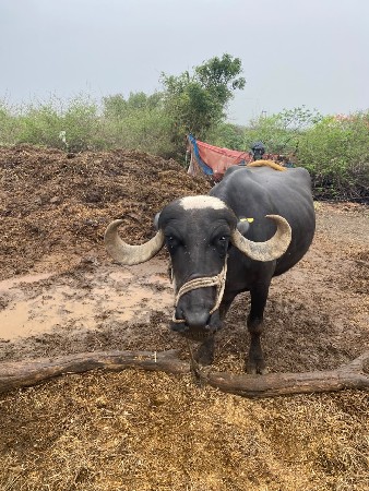 ભેંસ વેચવાની છે