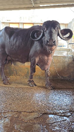 ભેંસ વેચવાની છે