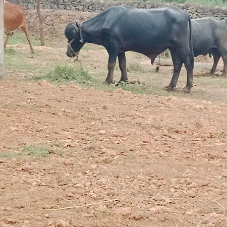 પાડો વેચવાનો છે