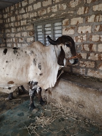 ગાય વેચવાની છે