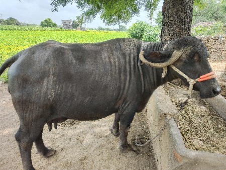 ભેંસ વેચવાની છે