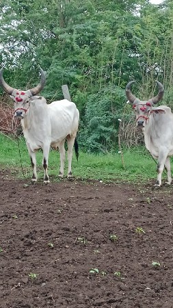 આ બળદ વેચવાના છે