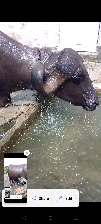 વેસવાનીસે